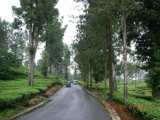 Indonesia tea plantation