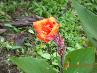 Indonesia tea plantation - flower