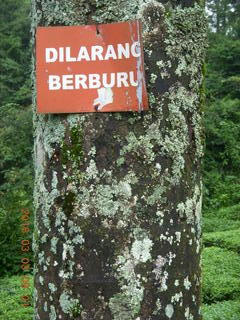 Indonesia tea plantation - sign on tree