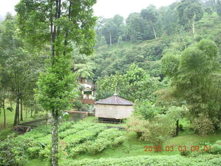 Indonesia tea plantation