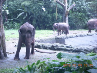 Indonesia Safari ride - elephants