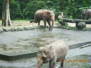 Indonesia Safari ride - elephants