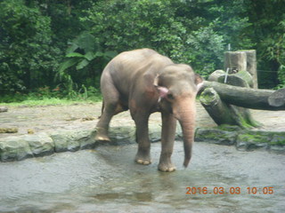 Indonesia Safari ride - elephant