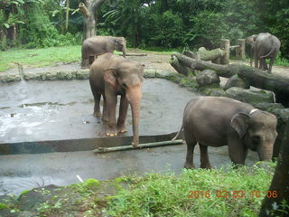 Indonesia Safari ride - elephants