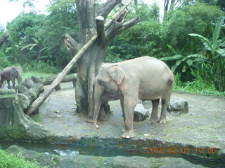 Indonesia Safari ride - elephants