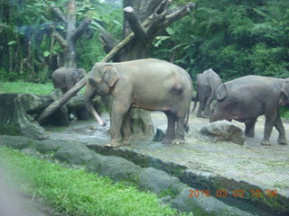 Indonesia Safari ride - elephants