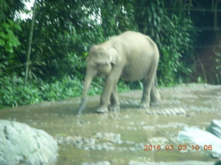 Indonesia Safari ride - elephant