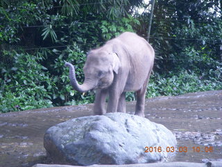 Indonesia Safari ride - elephant