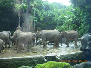 Indonesia Safari ride - elephants