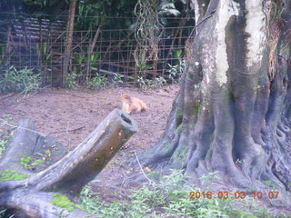 Indonesia Safari ride - elephants