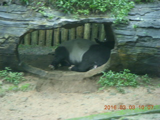 Indonesia Safari ride - tapir