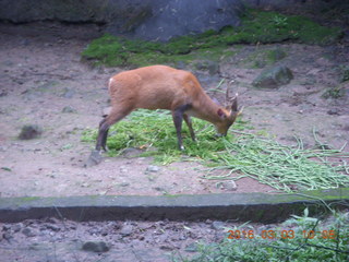 Indonesia Safari ride - gazelle