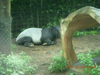 Indonesia Safari ride - elephants