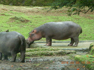 Indonesia Safari ride - hippopotamus