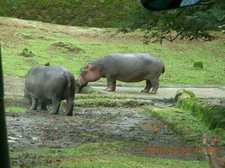 93 993. Indonesia Safari ride - hippopotomoi