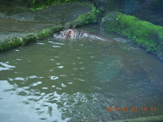 Indonesia Safari ride - hippopotamus