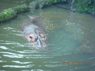 Indonesia Safari ride - elephants