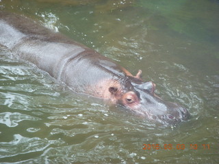 Indonesia Safari ride - elephants