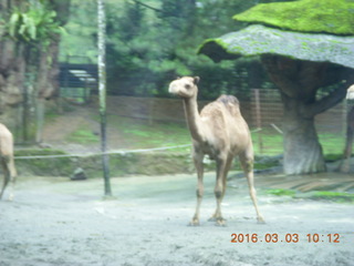 Indonesia Safari ride - camel