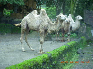 Indonesia Safari ride - camels