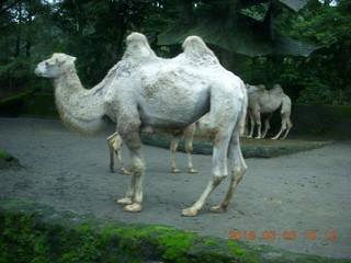 Indonesia Safari ride - camels