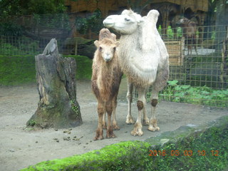 Indonesia Safari ride - camels