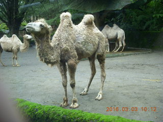 Indonesia Safari ride - camels