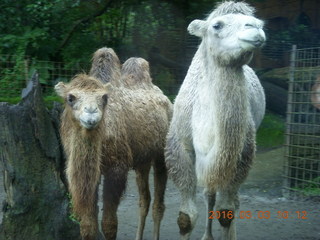 Indonesia Safari ride - camels