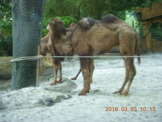 Indonesia Safari ride - hippopotomoi