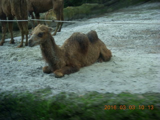 Indonesia Safari ride - camels