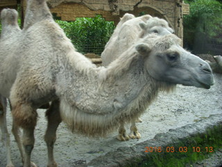 Indonesia Safari ride - camels