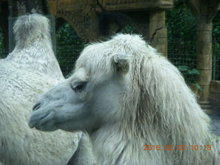 Indonesia Safari ride - camels