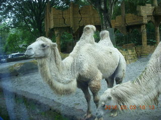 Indonesia Safari ride - camels