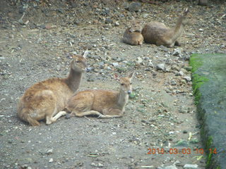 Indonesia Safari ride - gazelles