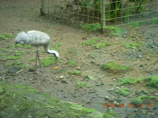 113 993. Indonesia Safari ride - bird