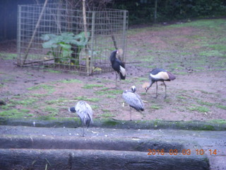 Indonesia Safari ride - birds