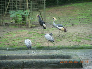 Indonesia Safari ride - birds