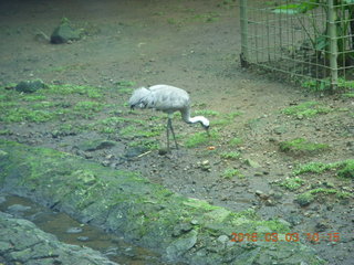 116 993. Indonesia Safari ride - bird