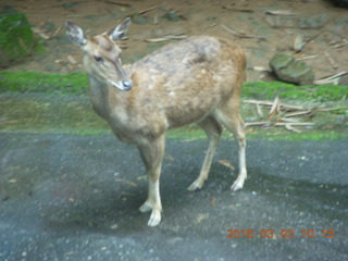 Indonesia Safari ride - gazelle