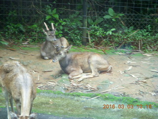 Indonesia Safari ride - gazelle