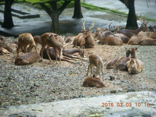 Indonesia Safari ride - gazelles
