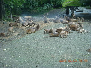 Indonesia Safari ride - gazelles