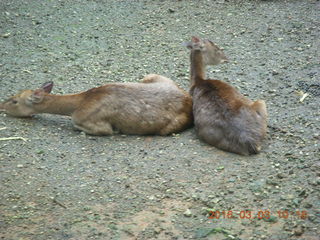 Indonesia Safari ride - gazelles