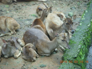 Indonesia Safari ride - gazelles