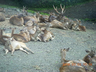 Indonesia Safari ride - gazelles