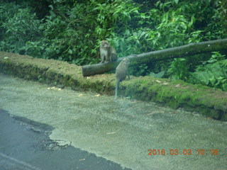 Indonesia Safari ride- monkey