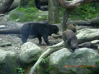 Indonesia Safari ride - bear