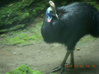 Indonesia Safari ride - bird