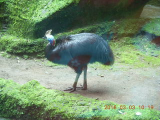 Indonesia Safari ride - bird