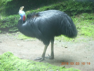 Indonesia Safari ride - bird